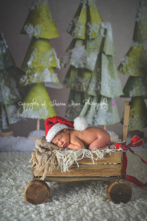 20141216-CMP_3805